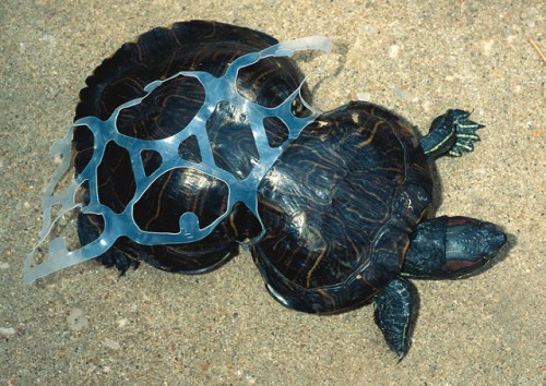 Plastic turtle by stefan leijon on flickr